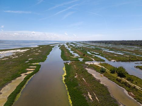 Aerial view of Karavasta Lagoon with its network of water channels and green marshlands under a clear blue sky in Divjake Fier County Albania.