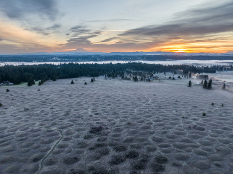 Aerial view of the unique geological formations of Mima Mounds Natural Area Preserve with Mount Rainier and a misty forest at sunrise in Olympia Washington United States.