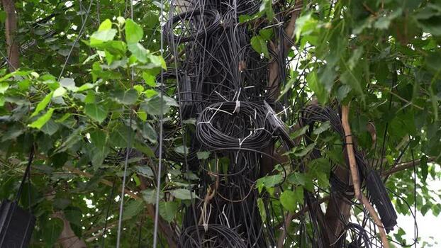 View of tangled electrical wires on a tree in Dhaka Bangladesh.