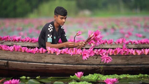 View of a man harvesting pink water lilies in a boat Bangladesh. View of a man harvesting pink water lilies in a boat Bangladesh.