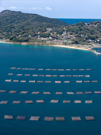 Aerial view of aquaculture farming rafts floating in the blue waters of the Itoshima Peninsula with coastal houses and lush green hills Itoshima Fukuoka Japan. Aerial view of aquaculture farming rafts floating in the blue waters of the Itoshima Peninsula with coastal houses and lush green hills Itoshima Fukuoka Japan.