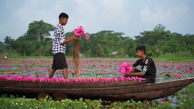 View of men harvesting pink water lilies on a boat Bangladesh. View of men harvesting pink water lilies on a boat Bangladesh.