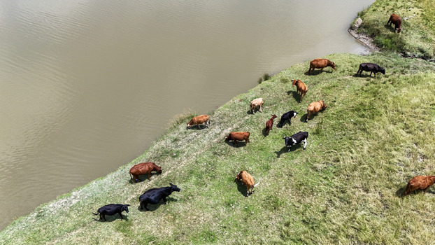 Aerial view of a herd of cattle grazing on a lush green riverbank next to calm water Bloemfontein Free State South Africa. Aerial view of a herd of cattle grazing on a lush green riverbank next to calm water Bloemfontein Free State South Africa.