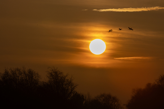 View of cranes flying across a bright setting sun over the silhouetted trees of Rehden Geest Moor in Diepholz Lower Saxony Germany.
