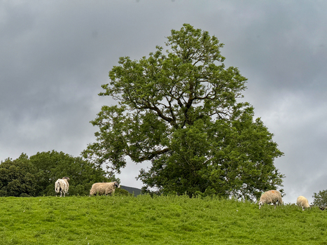 View of sheep grazing on a lush green hillside beneath a large deciduous tree under an overcast sky in Hawes England United Kingdom. View of sheep grazing on a lush green hillside beneath a large deciduous tree under an overcast sky in Hawes England United Kingdom.