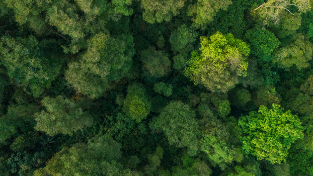 Aerial view of dense tropical rainforest canopy with lush green foliage and varied tree textures in Indonesia. Aerial view of dense tropical rainforest canopy with lush green foliage and varied tree textures in Indonesia.