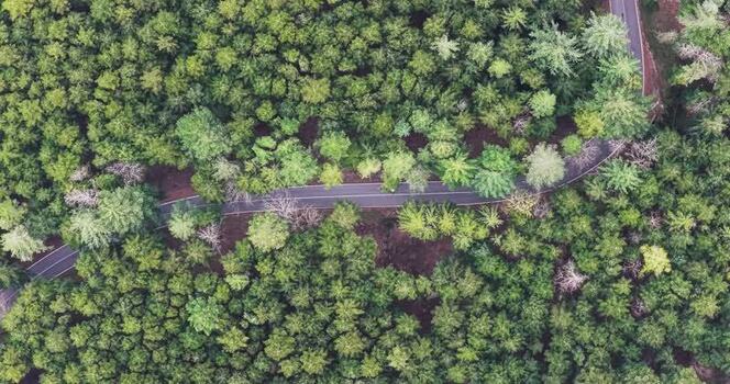 Aerial view of a winding road through a dense coniferous forest Italy. Aerial view of a winding road through a dense coniferous forest Italy.