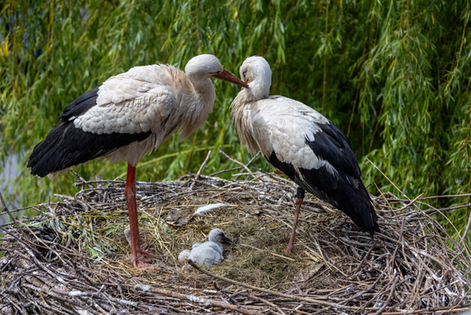 View of two adult white storks tending to their chick and an egg in a large stick nest against a backdrop of lush green foliage in Selestat Grand Est France.