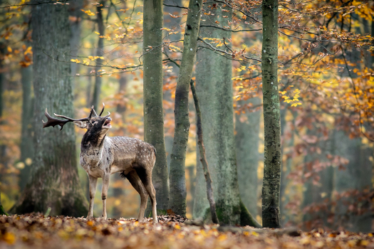 View of a fallow deer stag with antlers standing in a forest with autumn foliage and tall trees in Debrzno Pomeranian Voivodeshi Poland. View of a fallow deer stag with antlers standing in a forest with autumn foliage and tall trees in Debrzno Pomeranian Voivodeshi Poland.