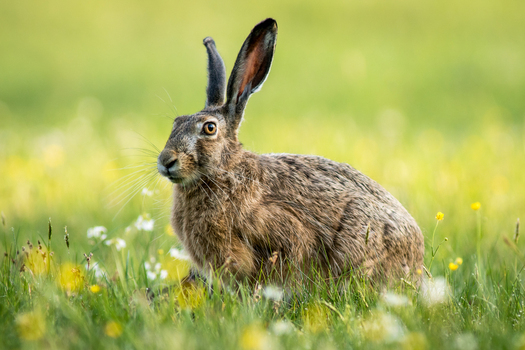 View of a European hare sitting in a grassy meadow with wildflowers in Debrzno Pomeranian Voivodeship Poland.