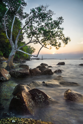 View of Changi Boardwalk with a leaning tree and large rocks along the shoreline at sunset Singapore Singapore.