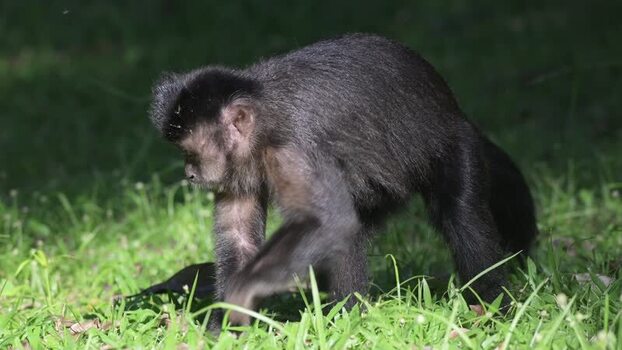 View of a capuchin monkey walking on green grass in Brazil.