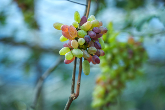 View of a bunch of colorful grapes hanging on a vine in a vineyard with a soft blurred background Bogura Rajshahi Division Bangladesh. View of a bunch of colorful grapes hanging on a vine in a vineyard with a soft blurred background Bogura Rajshahi Division Bangladesh.
