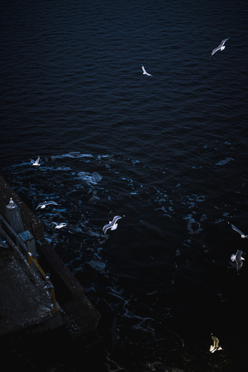 View of seagulls flying over the dark waters near a concrete pier at the Port of Helsinki Helsinki Uusimaa Finland. View of seagulls flying over the dark waters near a concrete pier at the Port of Helsinki Helsinki Uusimaa Finland.