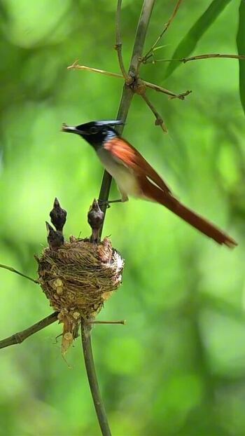 View of a bird feeding chicks in a nest India.
