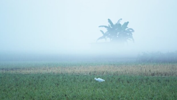 View of a white egret in a misty field Bangladesh.