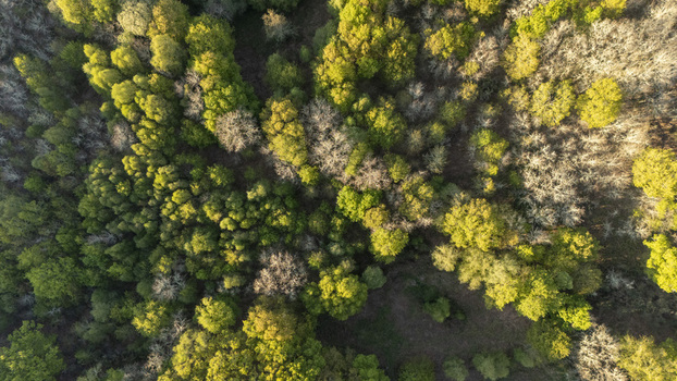 Aerial view of a dense forest canopy with vibrant green and golden autumn leaves under soft sunlight Ourense Province of Ourense Spain. Aerial view of a dense forest canopy with vibrant green and golden autumn leaves under soft sunlight Ourense Province of Ourense Spain.