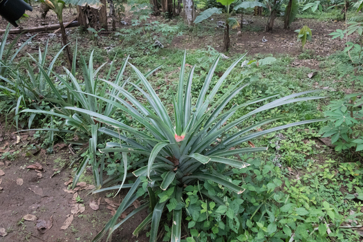 View of pineapple plants growing in a field with long green spiky leaves and soil in Porto Jimenez Costa Rica. View of pineapple plants growing in a field with long green spiky leaves and soil in Porto Jimenez Costa Rica.