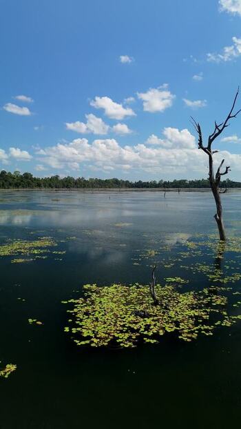 Aerial view of lake with lily pads in Krong Siem Reap Cambodia. Aerial view of lake with lily pads in Krong Siem Reap Cambodia.