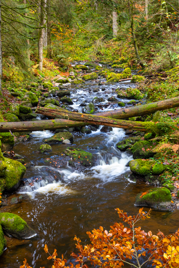View of the Ravennaschlucht stream flowing over mossy rocks and fallen logs in a lush autumn forest Breitnau Baden Wurttemberg Germany. View of the Ravennaschlucht stream flowing over mossy rocks and fallen logs in a lush autumn forest Breitnau Baden Wurttemberg Germany.