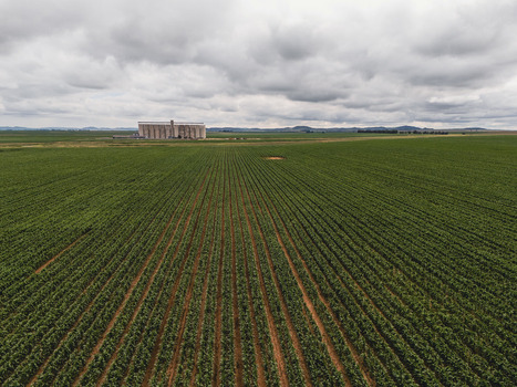 Aerial view of vast green agricultural crop rows leading toward a large industrial grain silo under a cloudy sky in Thabo Mofutsanyana District Municipality Free State South Africa. Aerial view of vast green agricultural crop rows leading toward a large industrial grain silo under a cloudy sky in Thabo Mofutsanyana District Municipality Free State South Africa.
