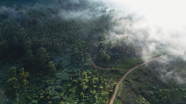 Aerial view of a winding dirt road through a dense green forest partially covered by thick white mist and low clouds Garden Route District Municipality Western Cape South Africa.