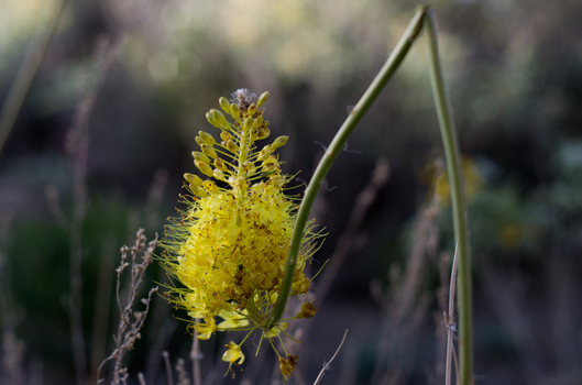 View of a vibrant yellow flower bursting with life against a backdrop of muted greens and browns a delicate dance of color and form West Old Town New Mexico Sweden.
