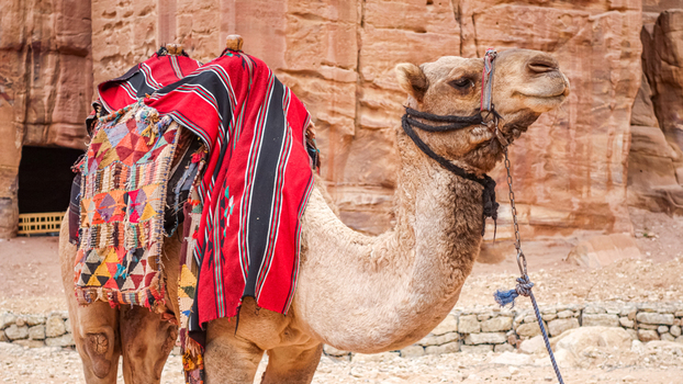 View of a camel with a colorful patterned saddle standing in front of ancient sandstone rock formations in Wadi Musa Ma an Governorate Jordan. View of a camel with a colorful patterned saddle standing in front of ancient sandstone rock formations in Wadi Musa Ma an Governorate Jordan.