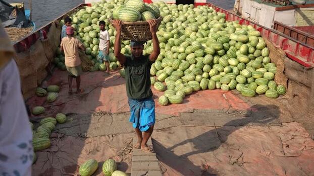 View of workers unloading watermelons at Sadarghat Bangladesh.