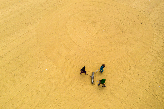 Brahmanbaria Bangladesh 15 August 2021 Aerial view of workers raking harvested grain into circular patterns on a large drying field.