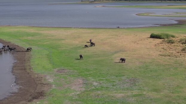 Aerial view of elephants grazing near a lake in Sri Lanka. Aerial view of elephants grazing near a lake in Sri Lanka.