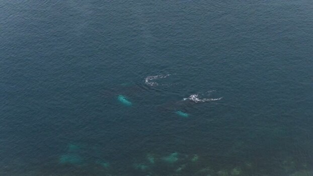 Aerial view of whales swimming in the ocean in Greenland. Aerial view of whales swimming in the ocean in Greenland.