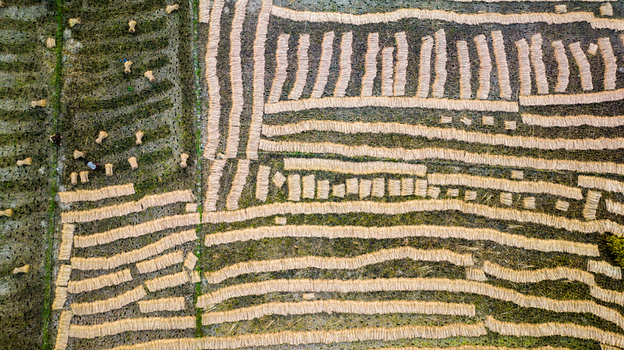 Aerial view of farmers harvesting and drying rice straw in rows across agricultural fields in Gopalganj Dhaka Division Bangladesh.