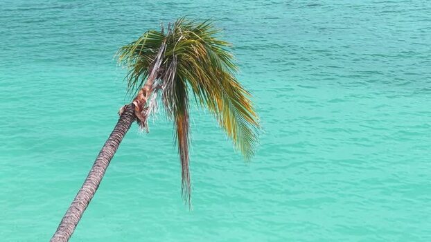 Aerial view of a lone palm tree over turquoise water Maldives. Aerial view of a lone palm tree over turquoise water Maldives.