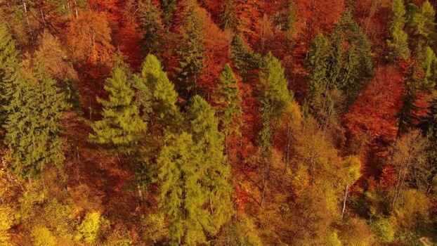 Aerial view of Transylvania forest in autumn Romania.
