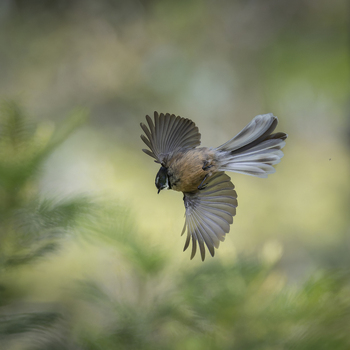 View of a Piwakawaka in flight with its tail feathers fanned out against a soft green forest background Tauranga Bay of Plenty Region New Zealand. View of a Piwakawaka in flight with its tail feathers fanned out against a soft green forest background Tauranga Bay of Plenty Region New Zealand.