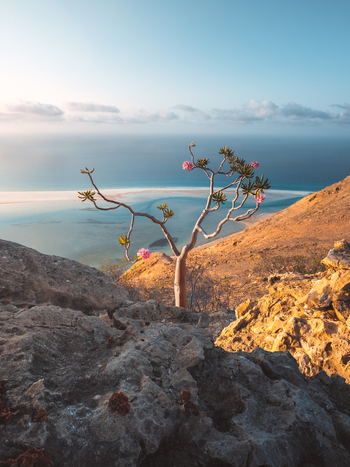 View of a blooming Desert Rose tree on a rocky cliff overlooking the turquoise waters of the Indian Ocean in Socotra Yemen. View of a blooming Desert Rose tree on a rocky cliff overlooking the turquoise waters of the Indian Ocean in Socotra Yemen.