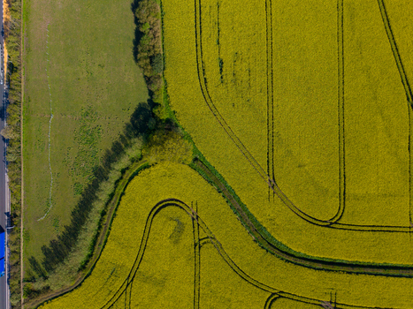 Aerial view of vibrant yellow rapeseed fields adjacent to green pastures with visible tractor tracks in the countryside of Stone England United Kingdom. Aerial view of vibrant yellow rapeseed fields adjacent to green pastures with visible tractor tracks in the countryside of Stone England United Kingdom.