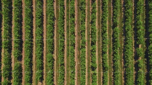 Aerial view of vineyard in the countryside Serbia.