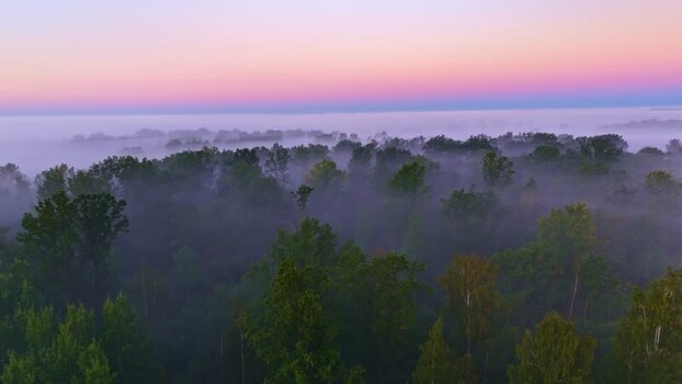 Aerial view of forest canopy in morning mist Latvia. Aerial view of forest canopy in morning mist Latvia.