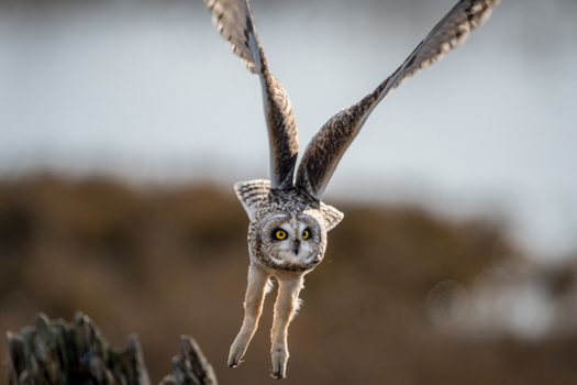 View of a short eared owl in flight with wings spread wide captured in a natural habitat in Delta British Columbia Canada. View of a short eared owl in flight with wings spread wide captured in a natural habitat in Delta British Columbia Canada.