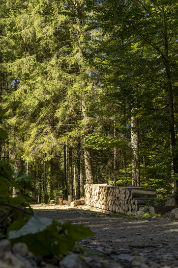 View of a stack of cut logs resting on a dirt path in a lush coniferous forest with sunlight filtering through the tall pine trees in Poland. View of a stack of cut logs resting on a dirt path in a lush coniferous forest with sunlight filtering through the tall pine trees in Poland.