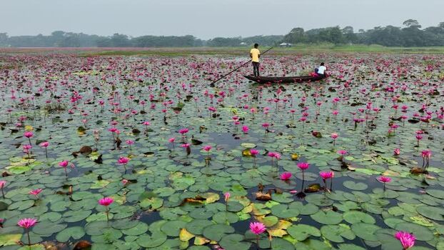View of people in a boat on a water lily pond Bangladesh. View of people in a boat on a water lily pond Bangladesh.