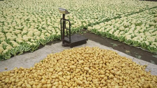 View of potatoes and cauliflowers at a market Bangladesh.