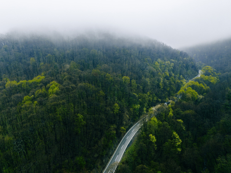 Aerial view of a road cutting through a dense forest the canopy a mix of deep greens and vibrant yellows under a sky heavy with mist Novi Sad Vojvodina Serbia. Aerial view of a road cutting through a dense forest the canopy a mix of deep greens and vibrant yellows under a sky heavy with mist Novi Sad Vojvodina Serbia.