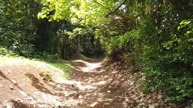View of a sunlit forest path Pitcairn Islands.