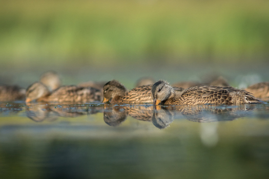 View of a group of ducks swimming in calm water with soft reflections and a blurred green background in Debrzno Pomeranian Voivodeship Poland. View of a group of ducks swimming in calm water with soft reflections and a blurred green background in Debrzno Pomeranian Voivodeship Poland.