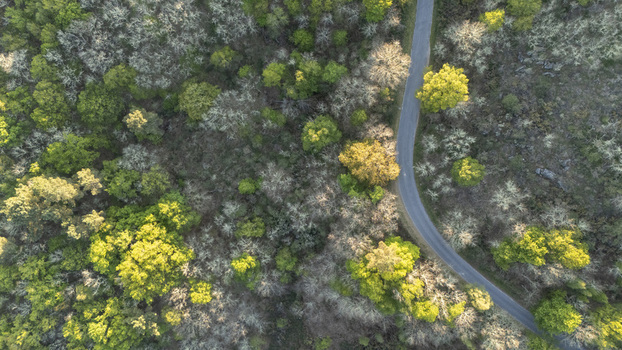 Aerial view of a winding asphalt road cutting through a dense forest with vibrant green and yellow treetops under soft sunlight Ourense Province of Ourense Spain. Aerial view of a winding asphalt road cutting through a dense forest with vibrant green and yellow treetops under soft sunlight Ourense Province of Ourense Spain.