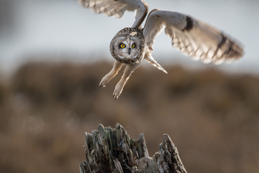 View of a short eared owl taking flight from a weathered tree stump with its wings spread wide against a soft focus natural background in Delta British Columbia Canada. View of a short eared owl taking flight from a weathered tree stump with its wings spread wide against a soft focus natural background in Delta British Columbia Canada.