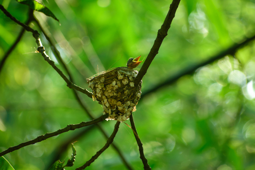 View of a small bird nest with a hungry chick inside perched on thin tree branches amidst lush green foliage in Bogura Rajshahi Division Bangladesh. View of a small bird nest with a hungry chick inside perched on thin tree branches amidst lush green foliage in Bogura Rajshahi Division Bangladesh.